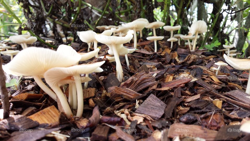 Mushroom on Forest Floor