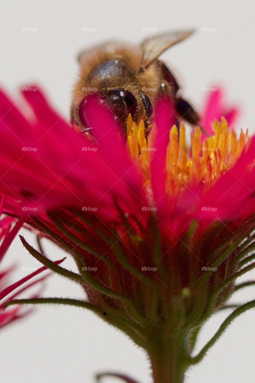 Bee pollinating on flower