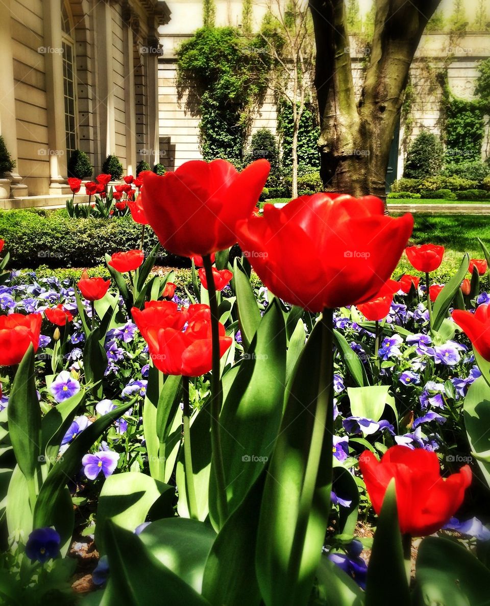 Tulips of New York