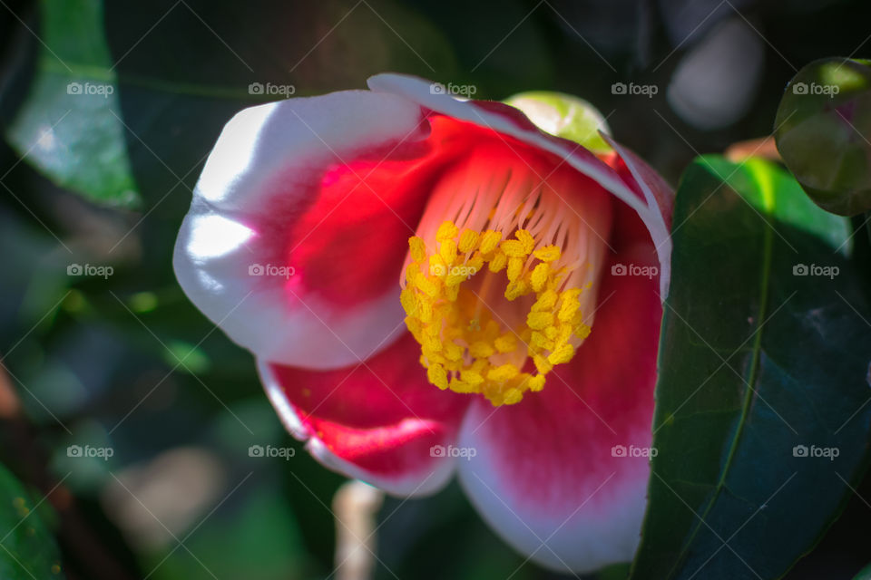 Camelia flower closeup