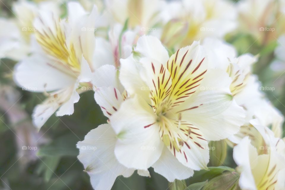 White alstroemerias 