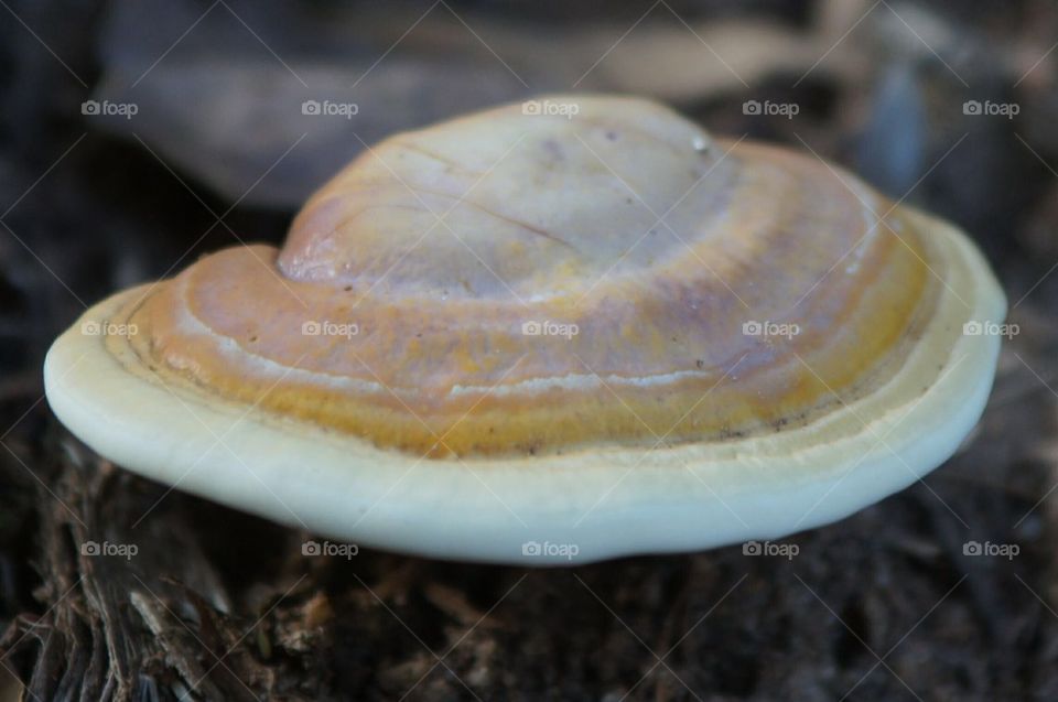Mushroom