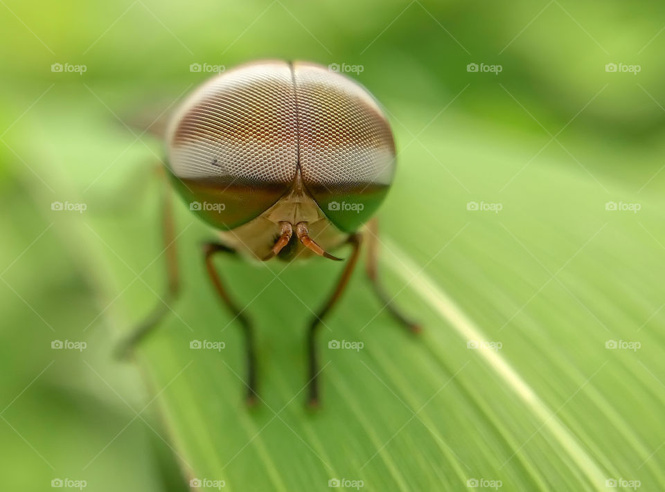 lonely fly