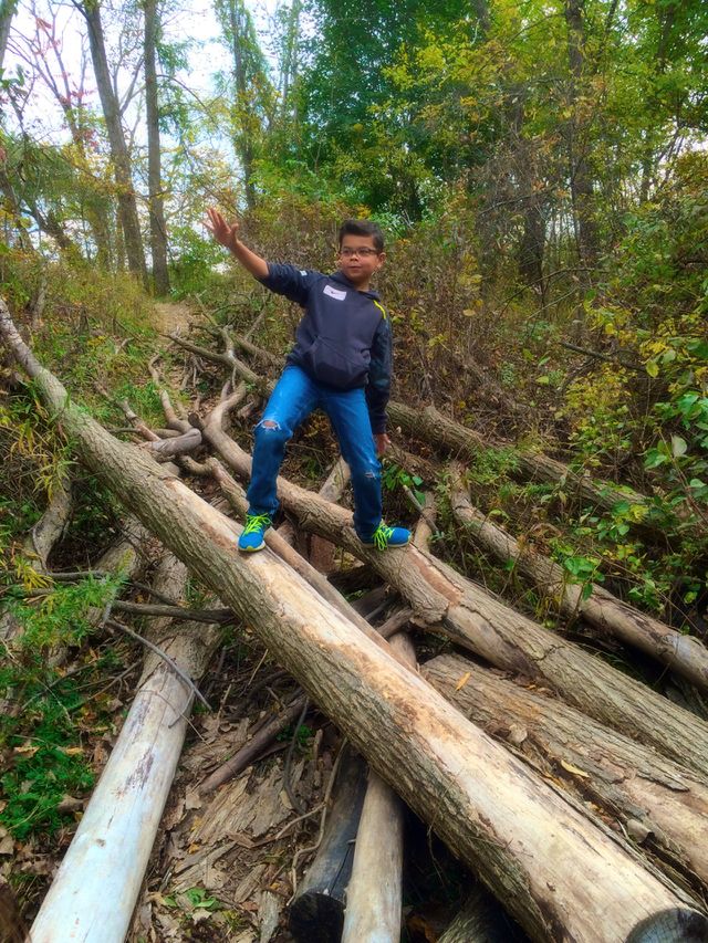 Tree surfing 