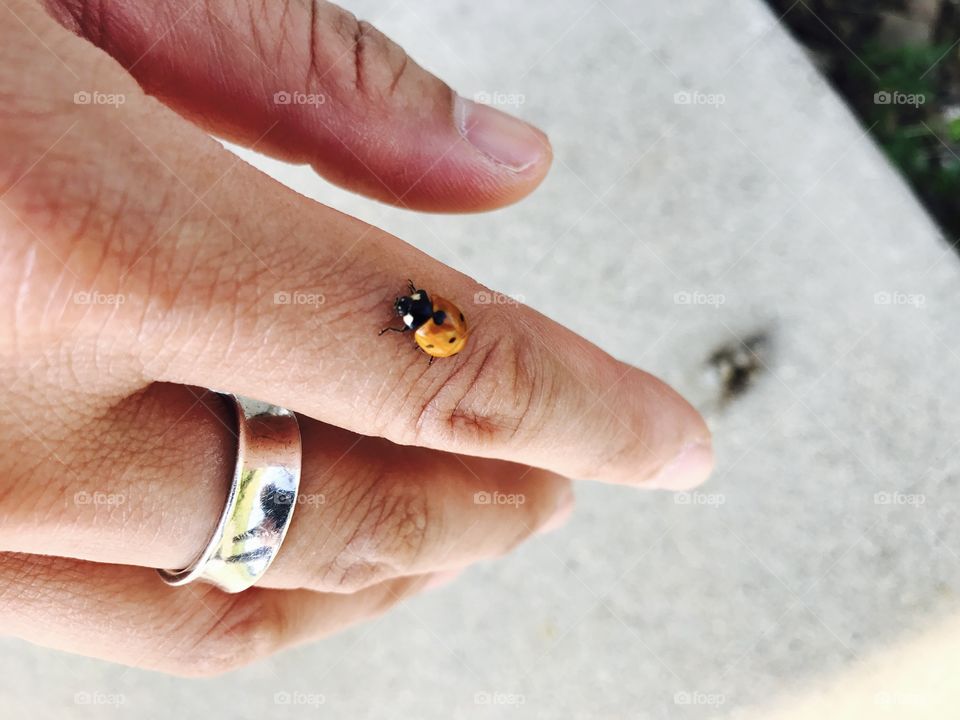 Ladybug living 