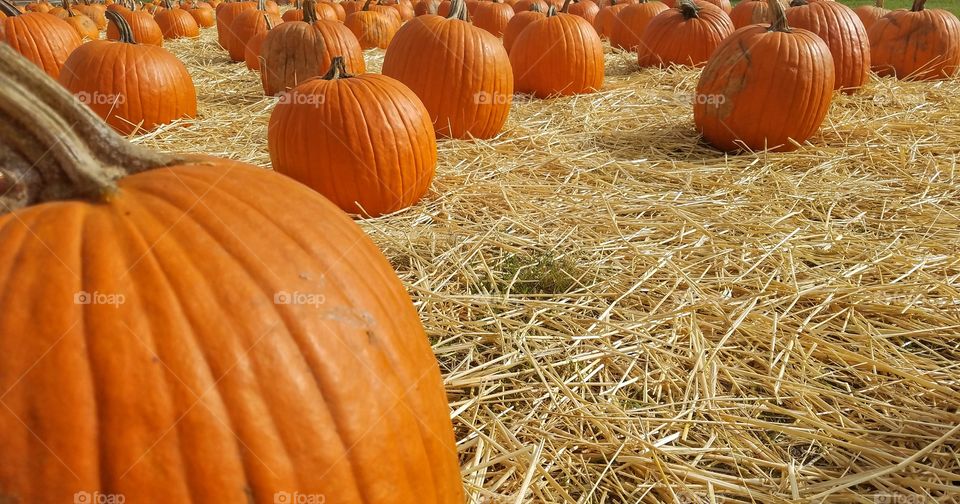 pumpkin picking time