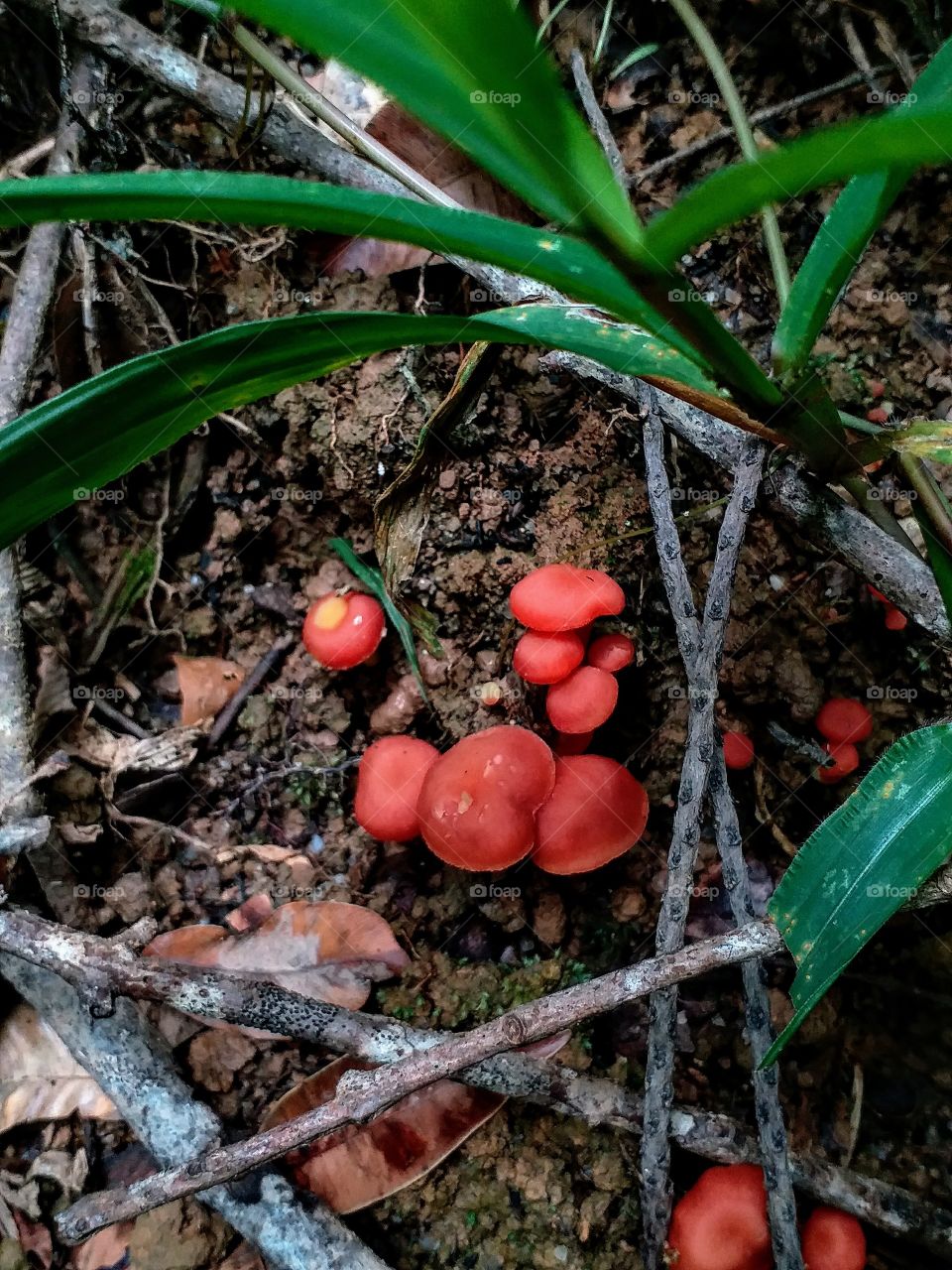 red mashrooms