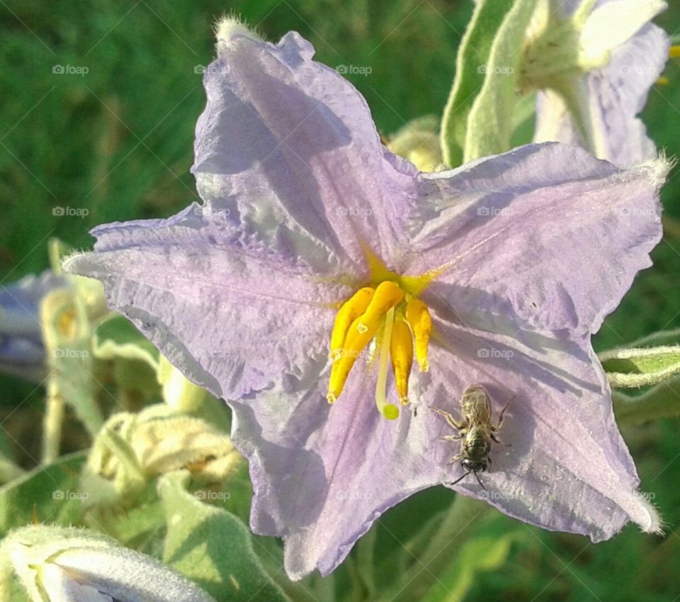 sweat bee on tiny blossom