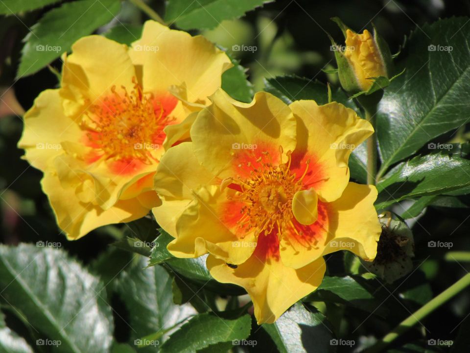 Beautiful rose flowers