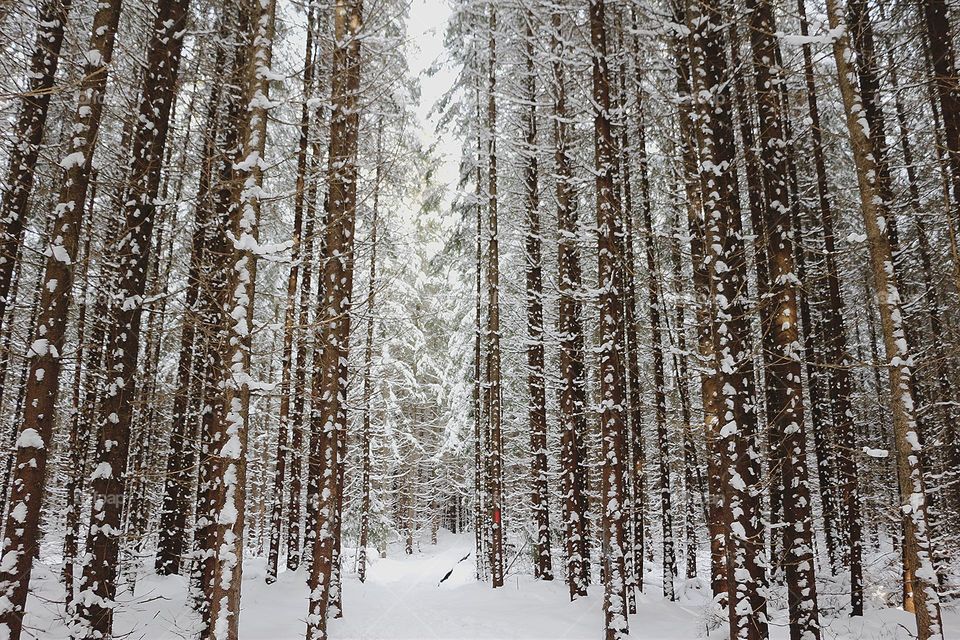 Battle: Meadow vs. Forest