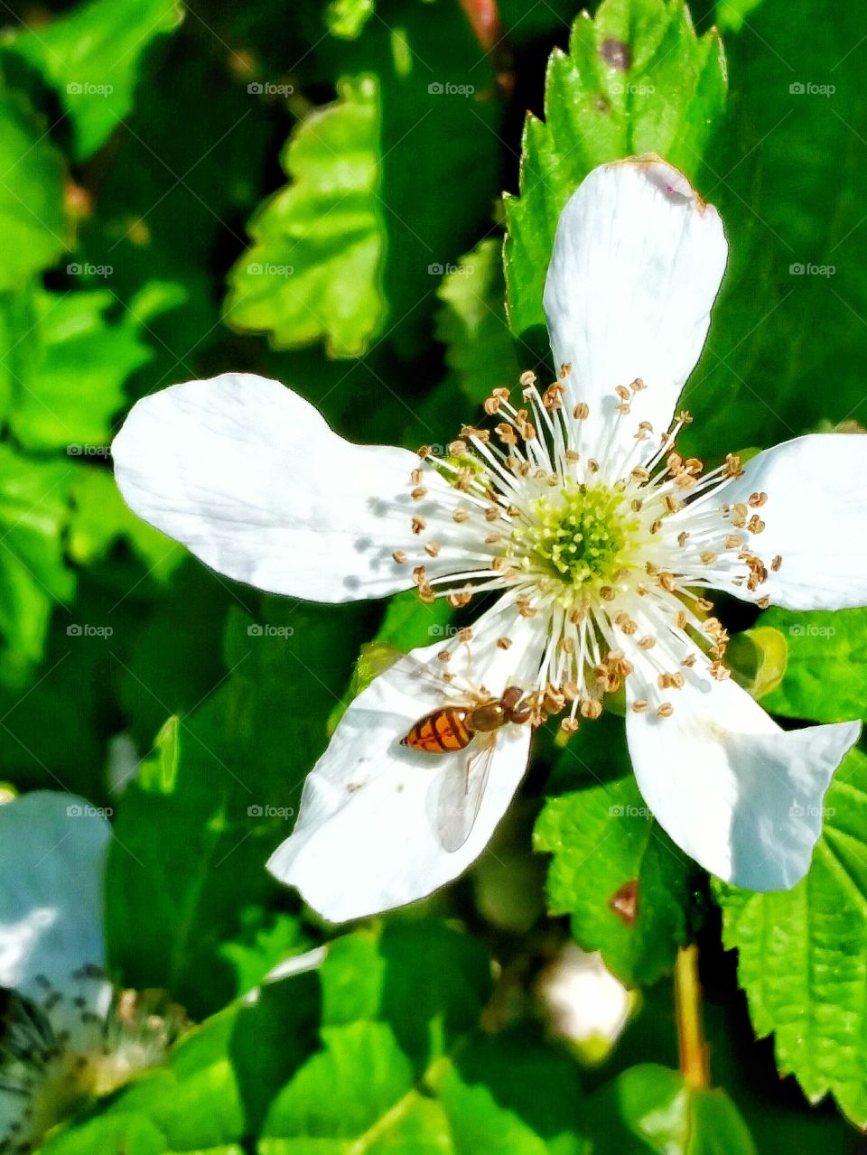 bug on black berry bloom