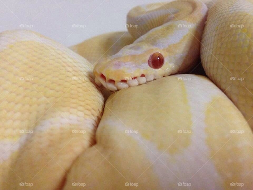 Ball python 