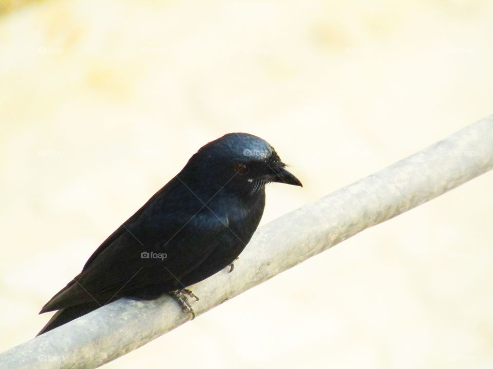 The black drongo (Dicrurus macrocercus) is a small Asian passerine bird of the drongo family Dicruridae.