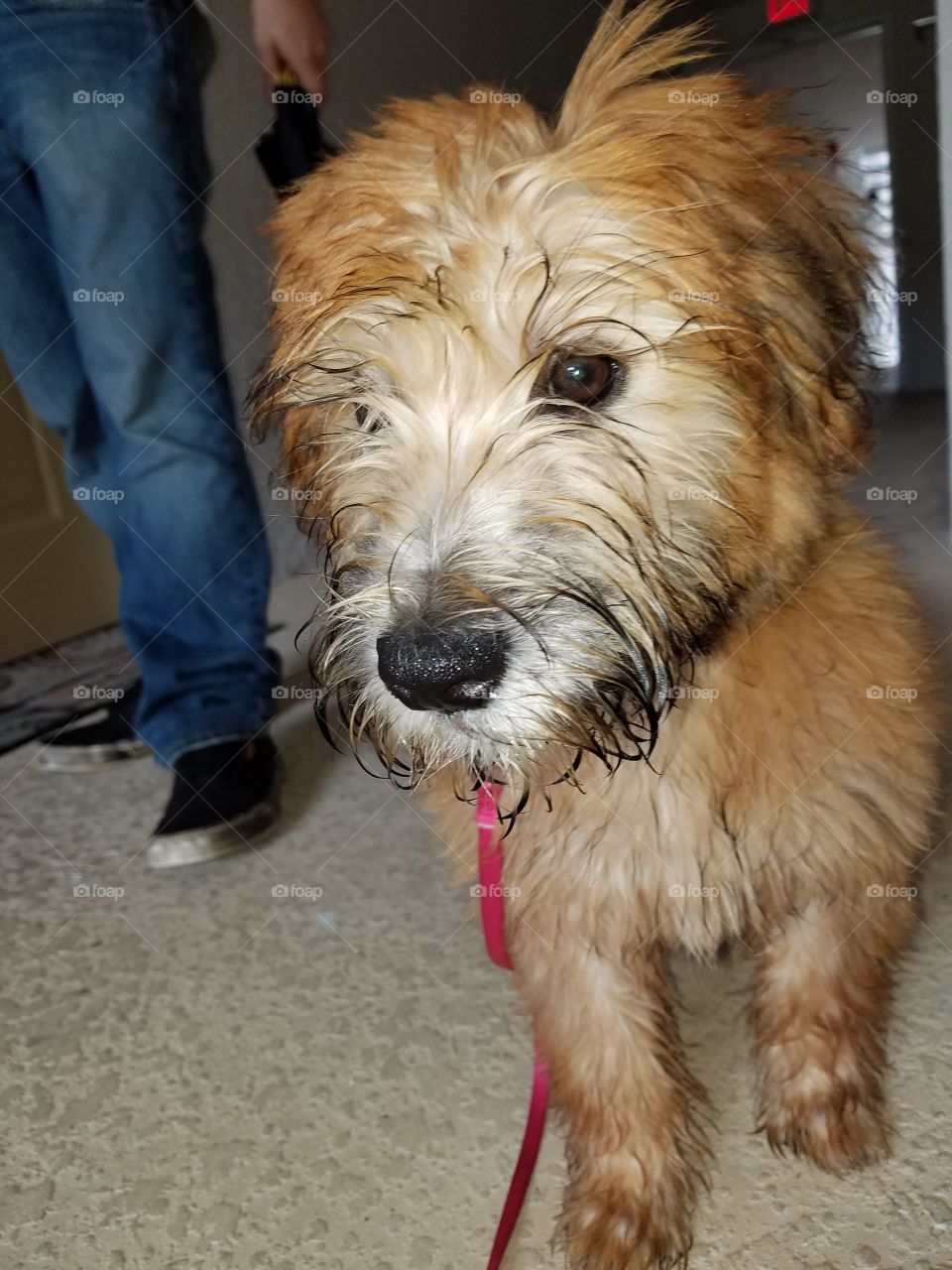 Rainy day = wet puppy post walk 🎀🐶