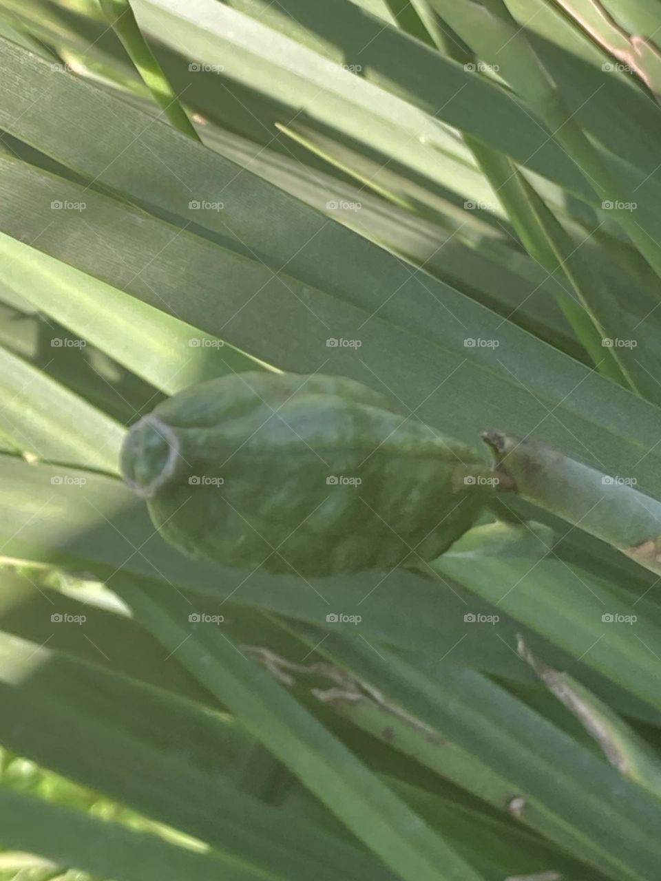 Fundo formado por folhas longas e um fruto verde. Raios solares incidindo sobre a planta.