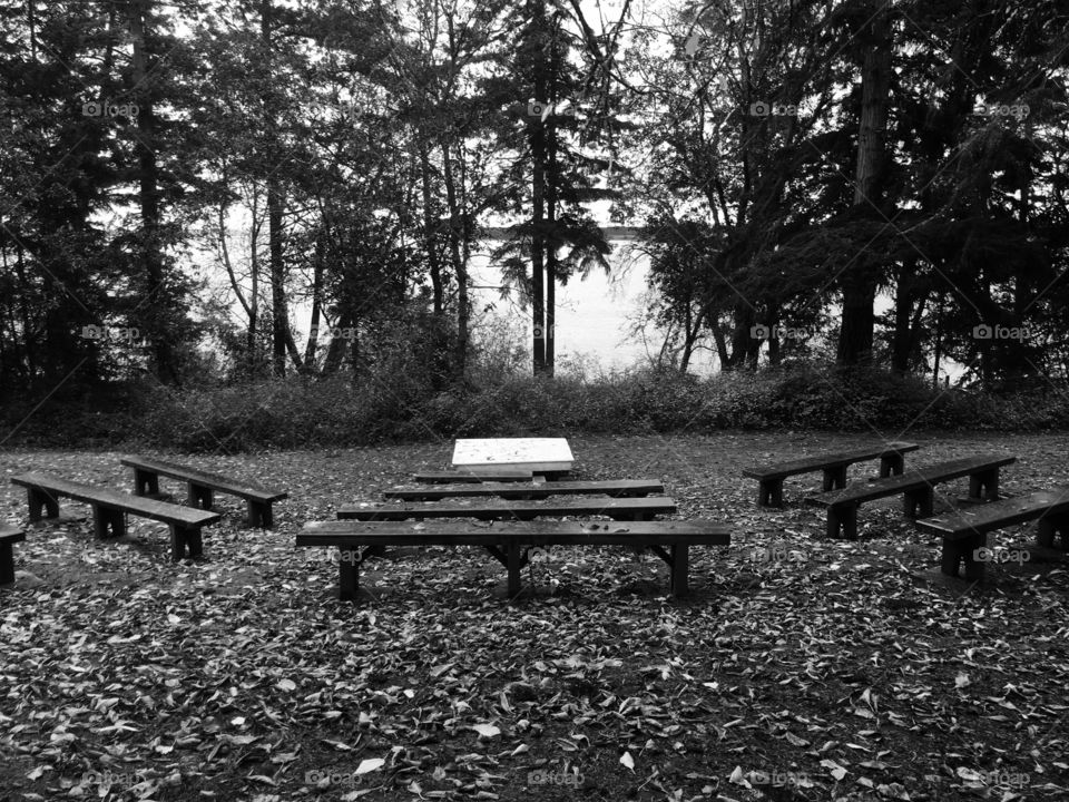 Bench, No Person, Tree, Wood, Seat