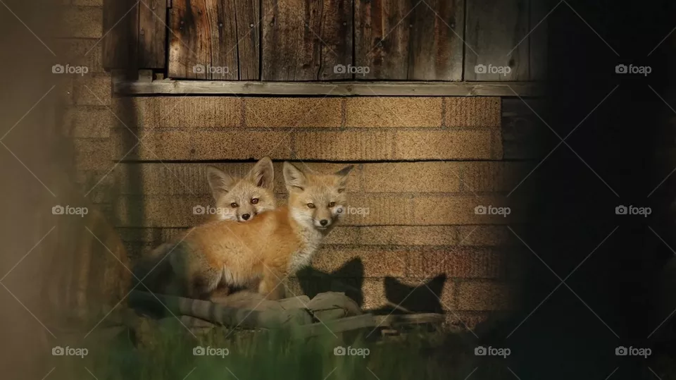 Pups