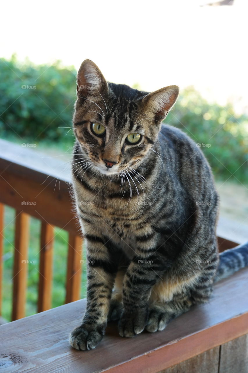 Tabby cat looking at camera