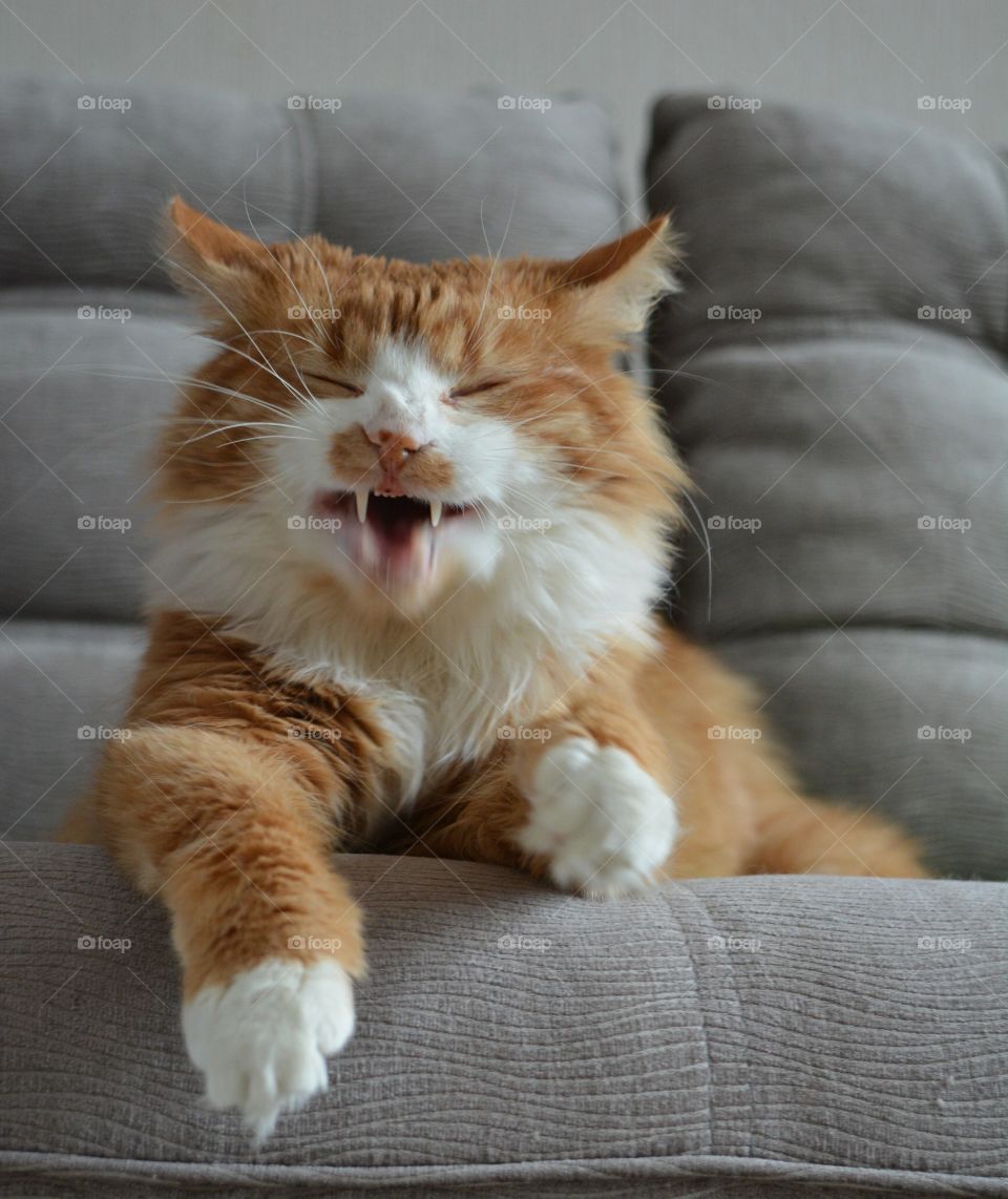 fun ginger cat pet resting on a sofa home