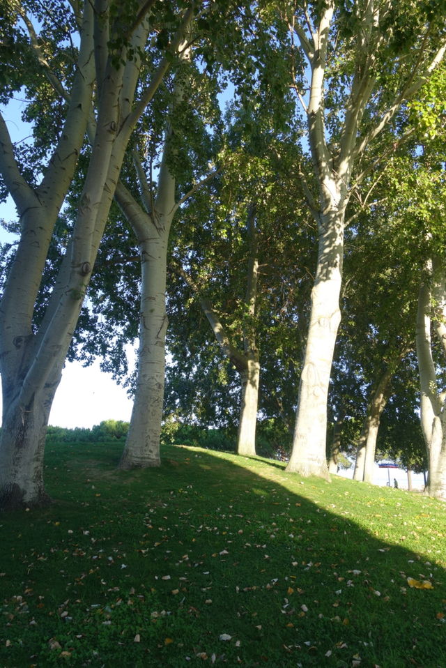 tree