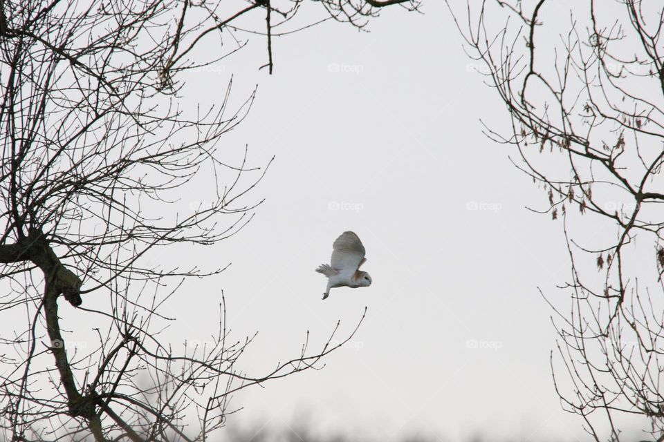 A owl flying in the countryside 