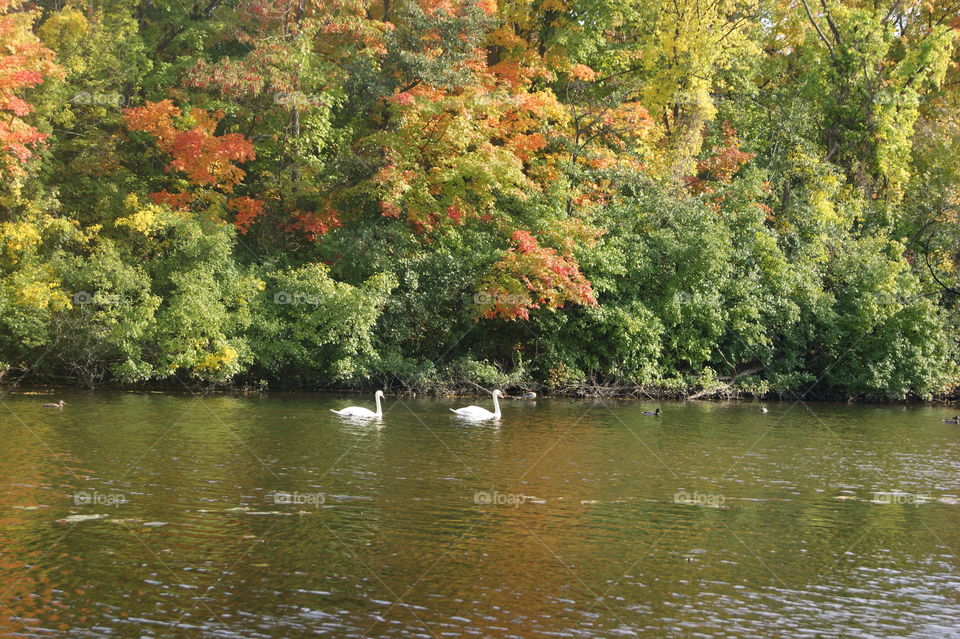 Swans floating on lake