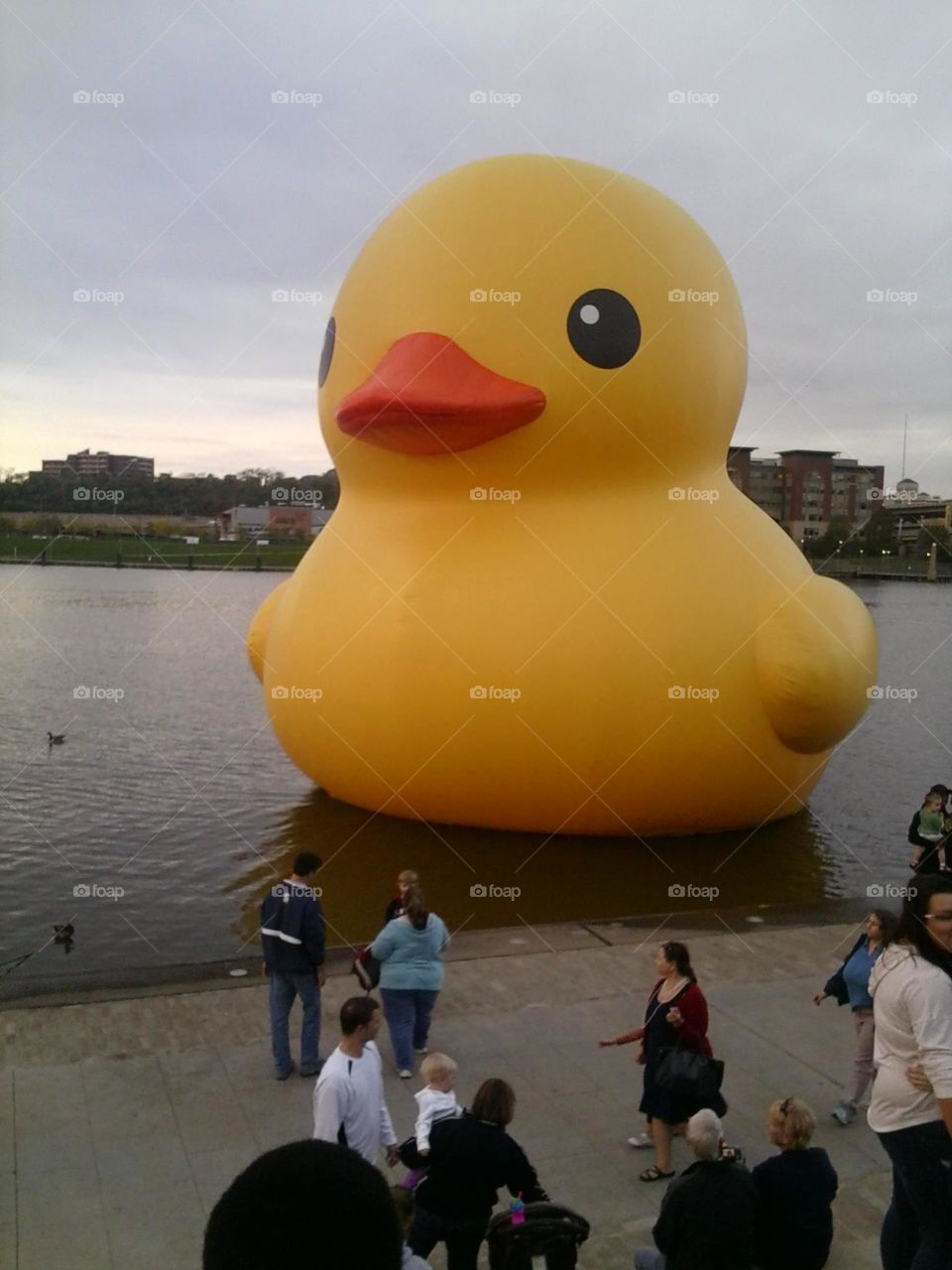 The Giant Rubber Duck on the River