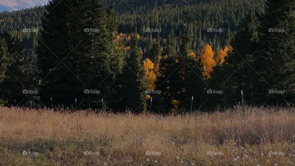 A little fall color among the evergreens