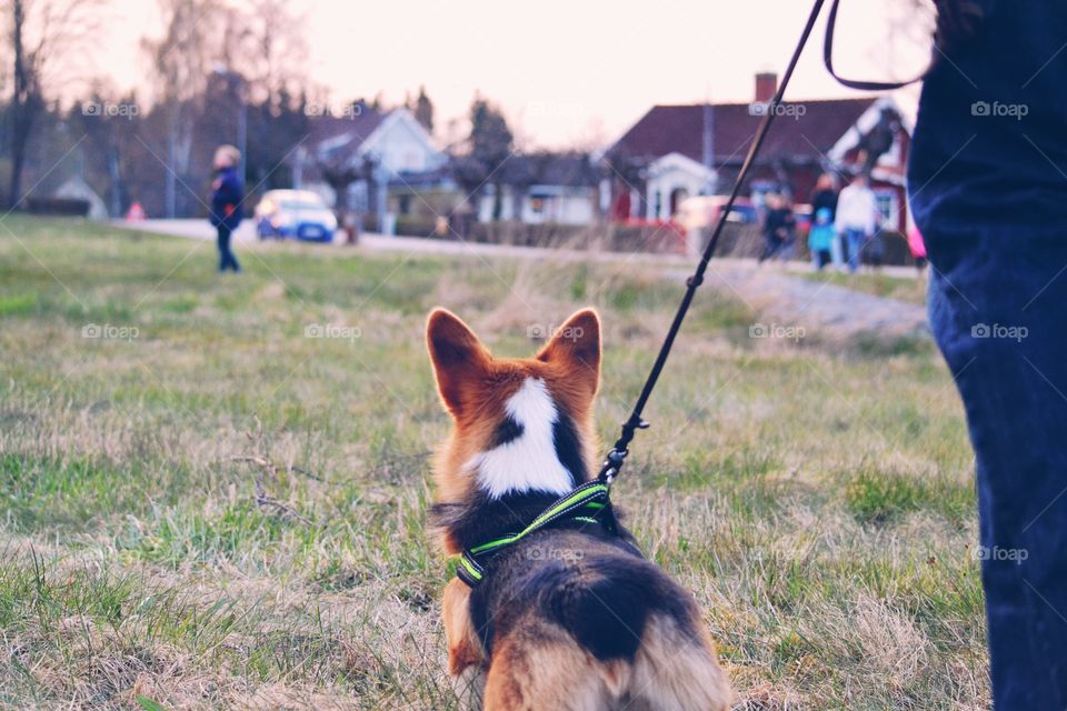 Dog out on walk