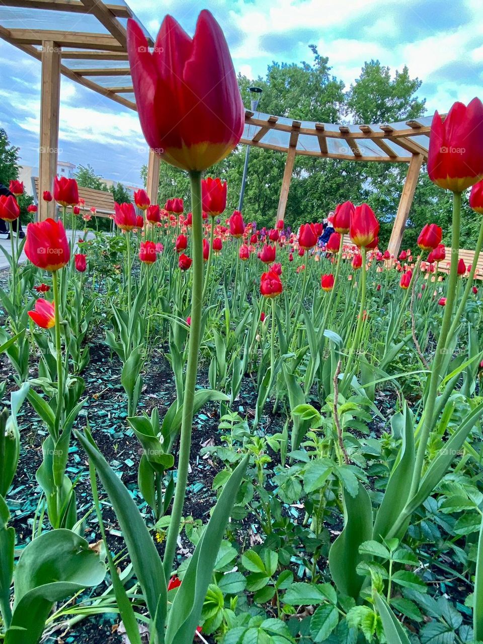 chic tulips bloomed in a beautiful green park