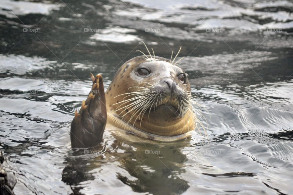 A brown and grey seal with white whiskers in the water with only his head and one fin above the water waving