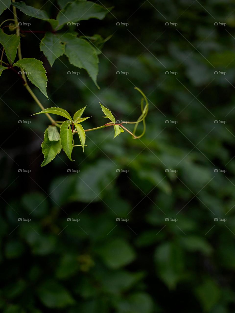 curling twigs of green leaves