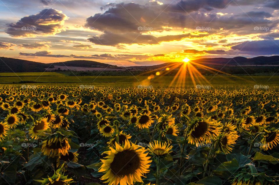 Beautiful Sunset over a Sunflower Field, Bulgaria, Chirpan