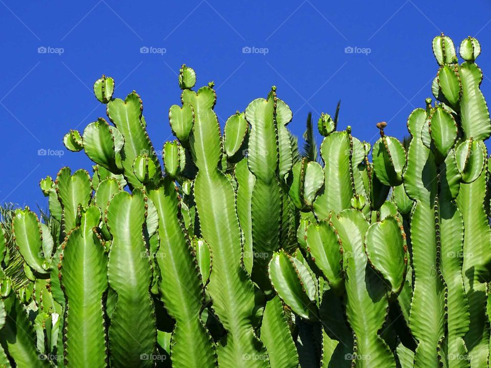 Cactus