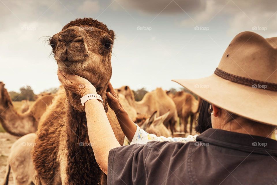 Hands cuddle the camel