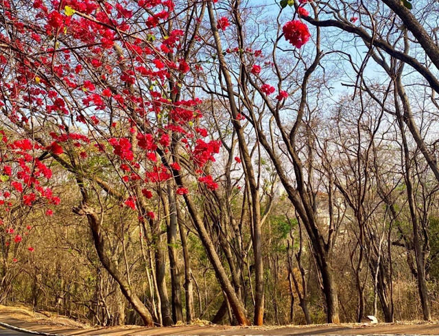 Trees