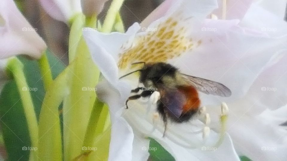 bee