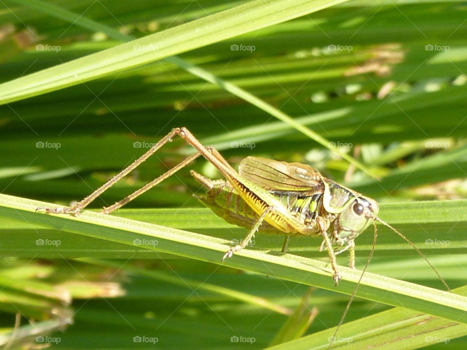 grasshopper