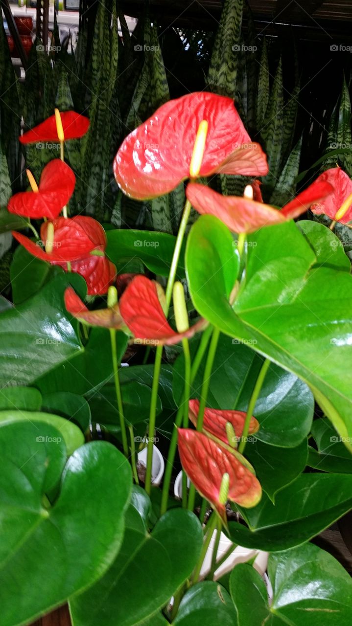 These beautiful red flowers are in season now for us in the south.  I love a trip to our local garden center and usually take more photos than I do buy flowers!  After all, one can never have too many flowers!