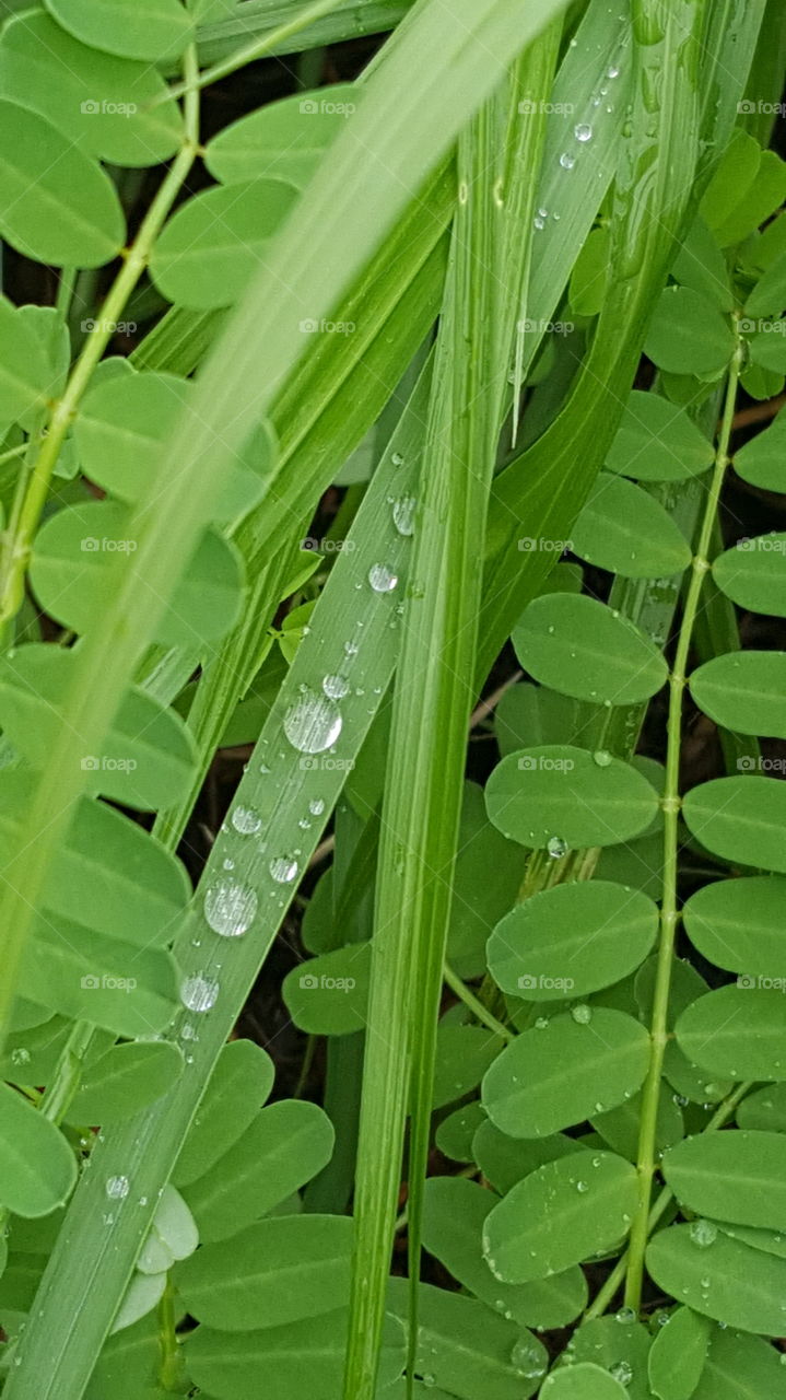 green grass wet with rain
