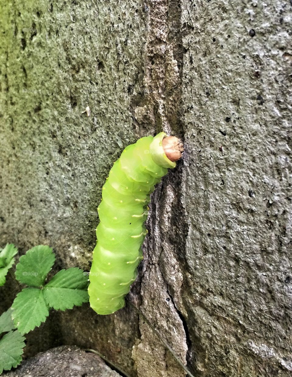 Green caterpillar