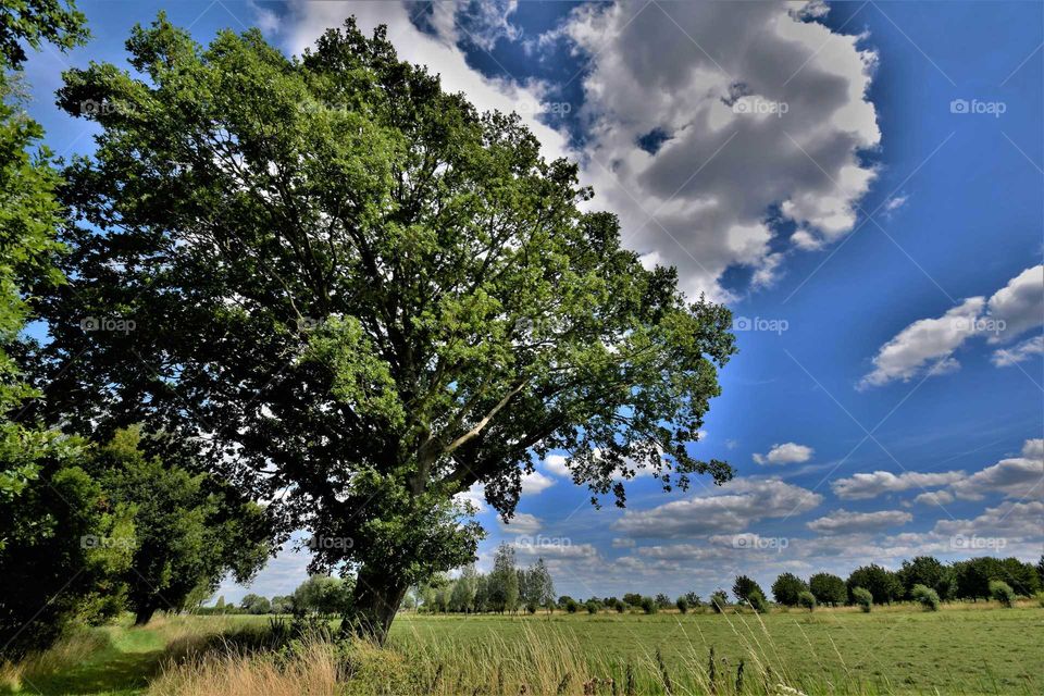 Dutch polder landscape with large tree, grass and clouds