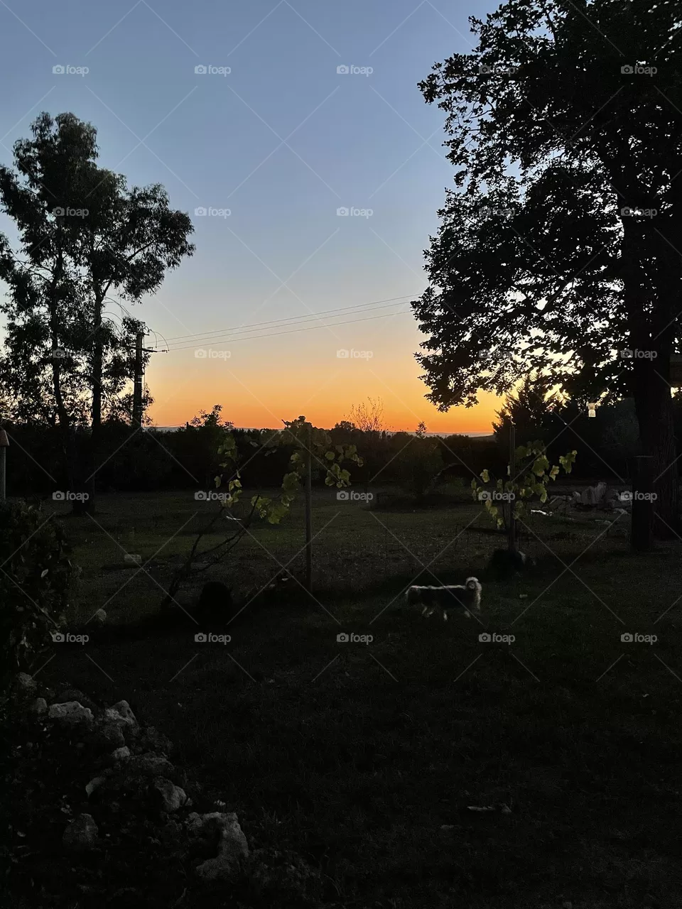 Twilight 