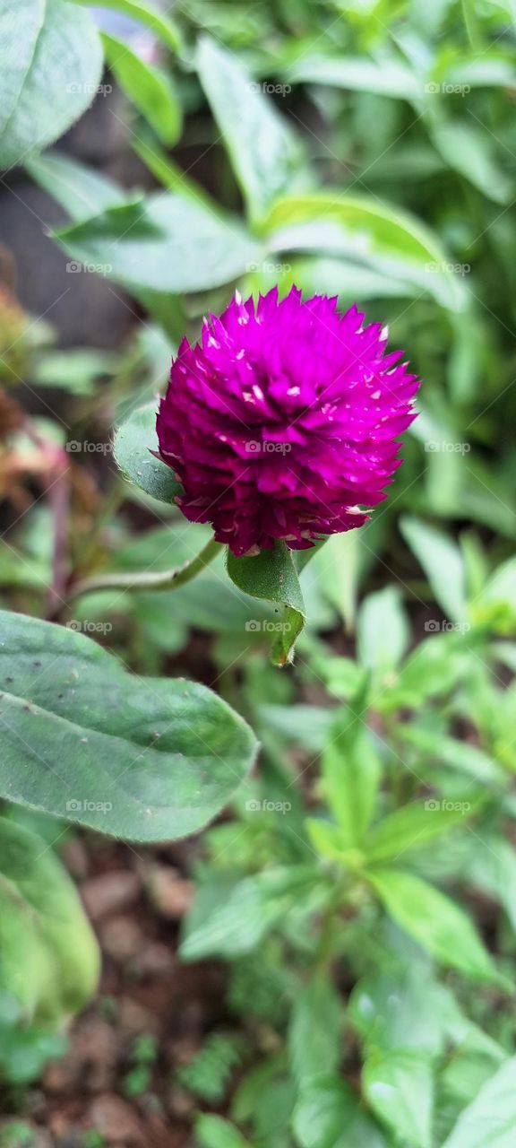 globe amaranth