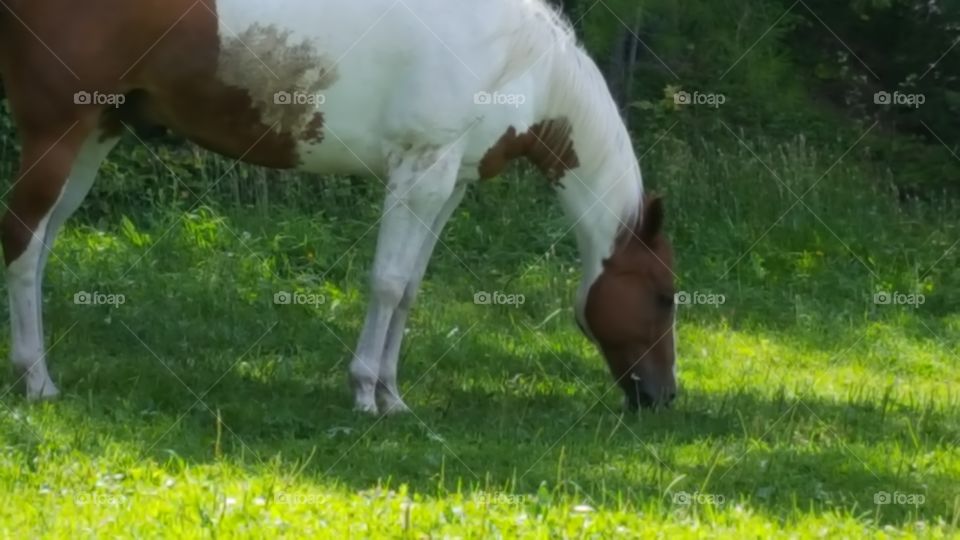 delicious meadow