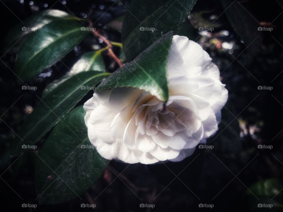 spring flower day outdoor