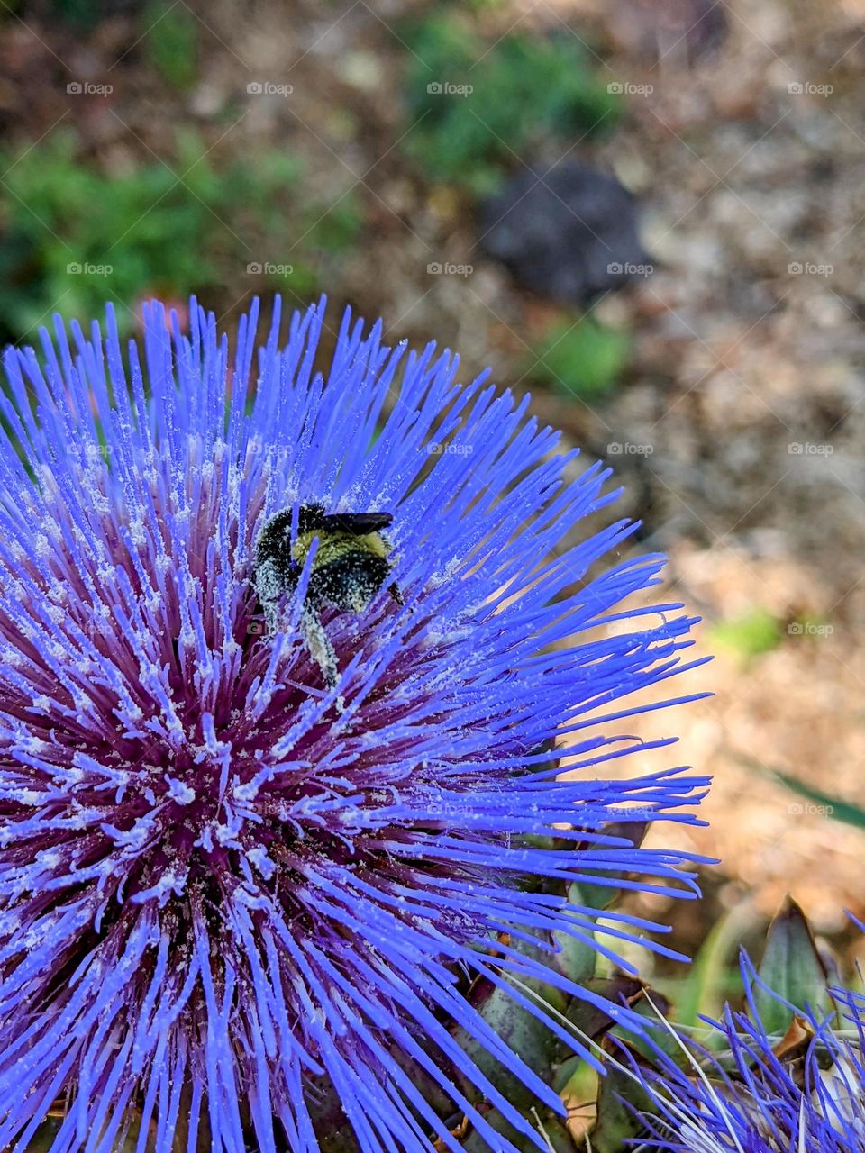 Bumble Bee and it's flower