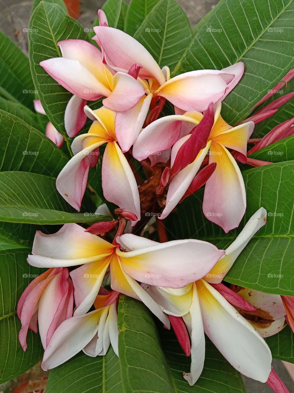 Beautiful Plumeria Flowers