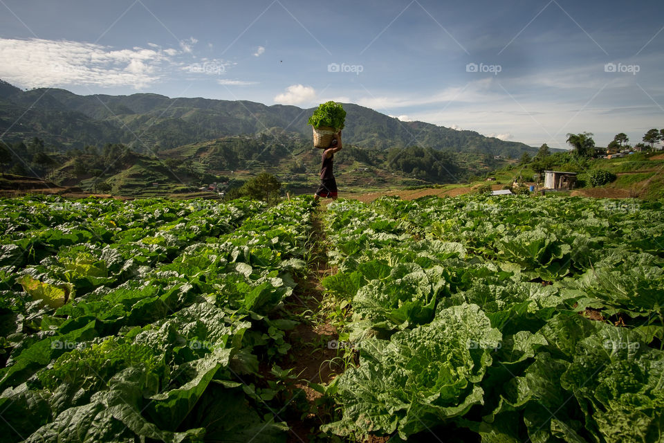 harvest