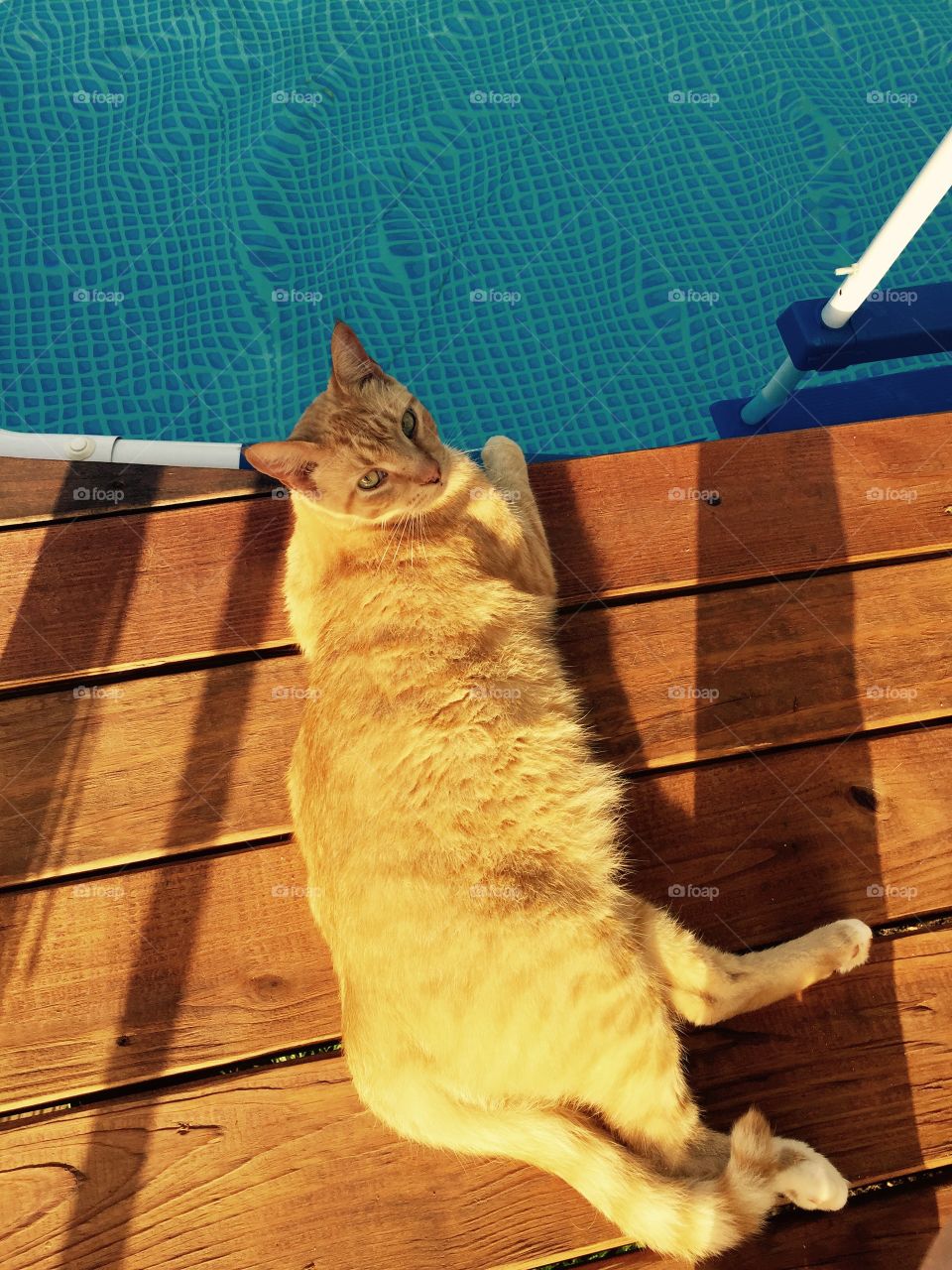 Cat lying on swimming pool deck
